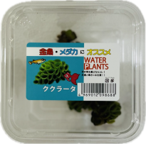 サルビニアククラーター　CUP