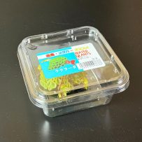 サルビニアククラーター　CUP