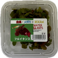 フルイタンス　CUP