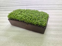 水草の種　素焼き皿