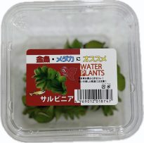 国産　ｻﾙﾋﾞﾆｱ　CUP