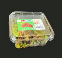 フルイタンス　CUP