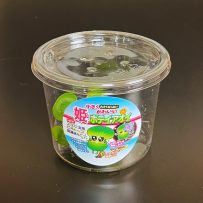 国産姫ホテイ草　CUP入り