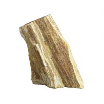 黄金木化石（おうごんぼっかせき）