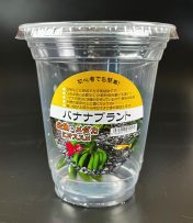 バナナ　イモ　CUP入り
