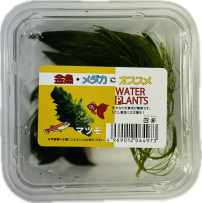 マツモ　輸入　CUP入り