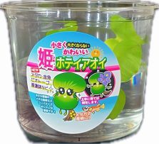 国産姫ホテイ草　CUP入り