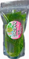 輸入　アナカリス立パック入り