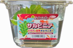 国産　サルビニア　小　CUP