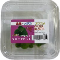国産ｱﾏｿﾞﾝﾌﾛｸﾋﾞｯﾄ　CUP