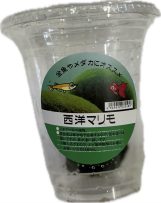 西洋まりも　CUP入り