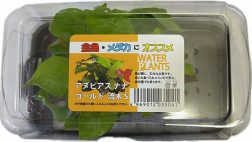 輸入　ANｺﾞｰﾙﾄﾞﾅﾅ流木S　pac入り