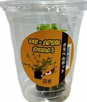 水草アソート大磯POT　cup入り