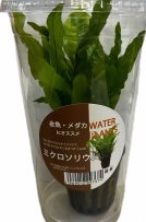 ミクロソリュウムPOT  CUP