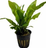 ミクロソリュウムPOT  CUP