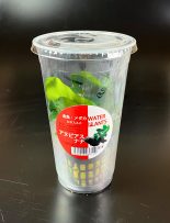 AN ナナ L  CUP入り