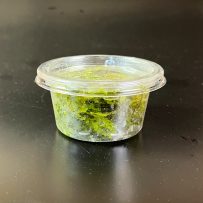 国産ウイロモスCUP SS