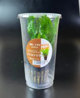 ミクロソリュウムPOT  CUP